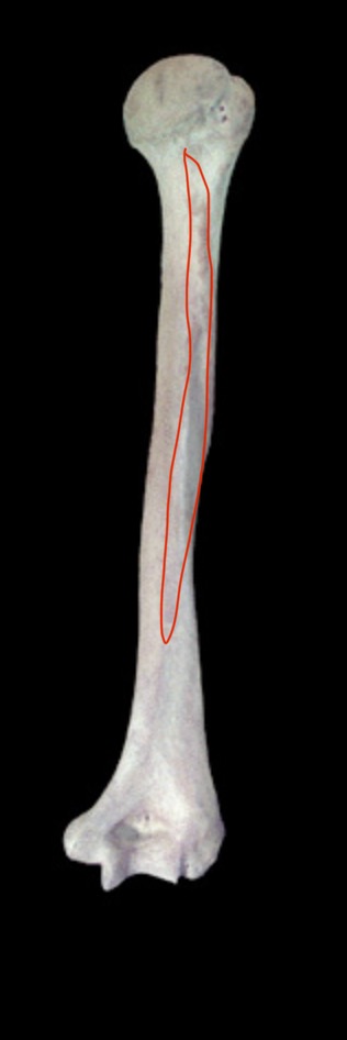 <p>What structure is this?</p>