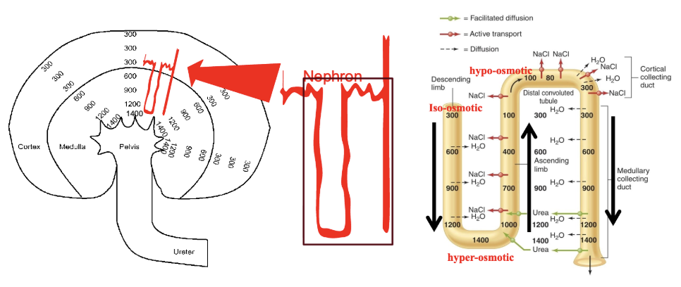 <p>the countercurrent multiplier system</p><ol><li><p>active transport of NaCl (reabsorption) from the ascending limb</p></li><li><p>ascending limb is impermeable to water</p></li><li><p>water reabsorption via osmosis from the descending limb</p></li><li><p>recycling of urea from the collecting duct</p></li></ol><p></p>