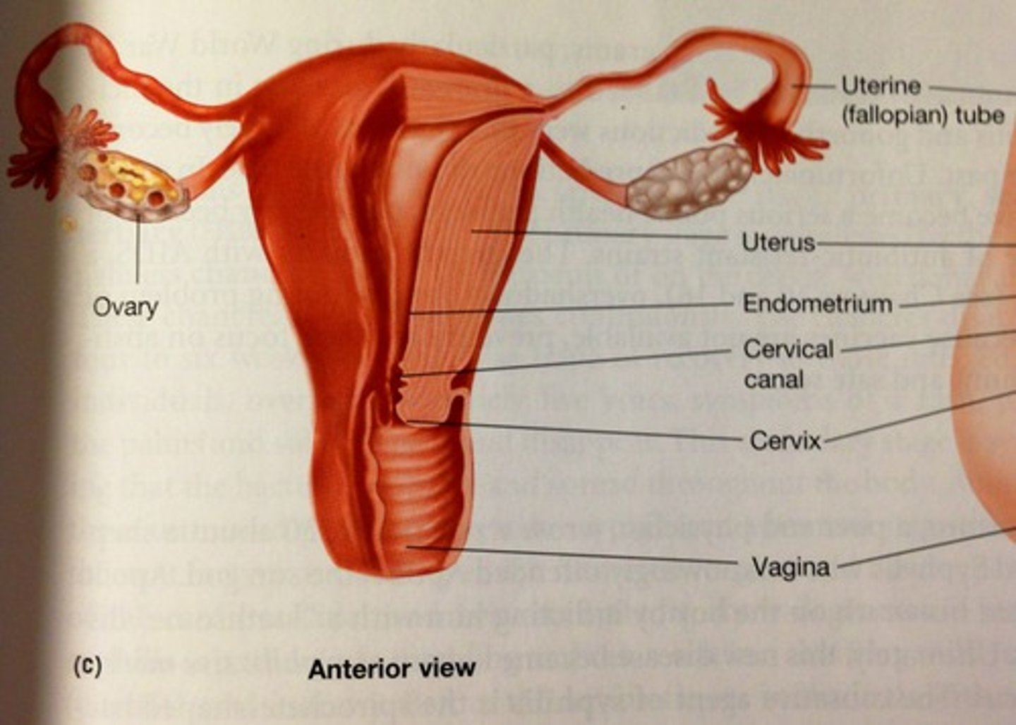 <p>ridges in vagina</p><p>(Lower portion in diagram)</p>