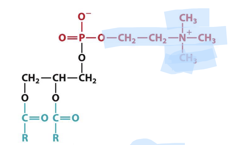 <p>Identify this glycerophospholipid</p>