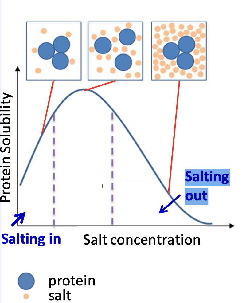 <p><strong><u>Salting out</u></strong>: fractionation technique based on lowered solubility of some molecules at high [salt]. Most proteins aren’t soluble in high salt</p><p><strong><u>Salting in</u></strong>: increase in protein solubility with the addition of low [salt]. Salt competes for intermolecular electrostatic interactions</p><p>✦ H₂O solvates salt instead of protein, non polar areas of protein interact with nonpolar area on another</p><p>✦ centrifugation to aggregate and dialysis to remove excess salt</p>