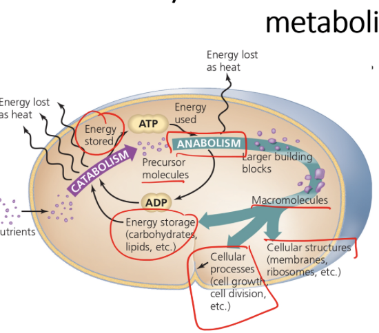 Ultimate function of metabolism is to reproduce the organism