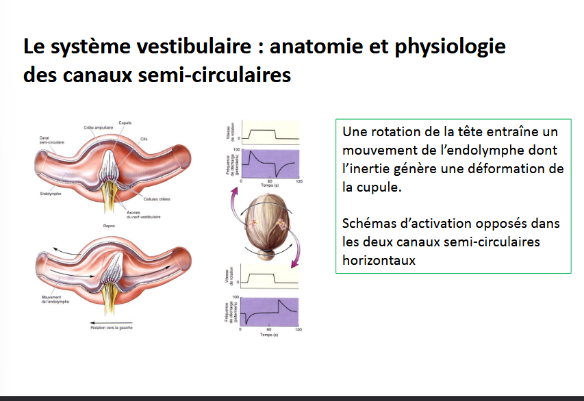 <p>rotation tête entraine mouvement endolymphe, déformation de la cupule</p>