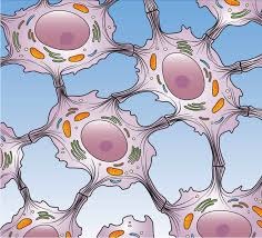 <p>Nucleoplasm and cytosol Solution containing gasses, nutrients, and salts dissolved in water</p>