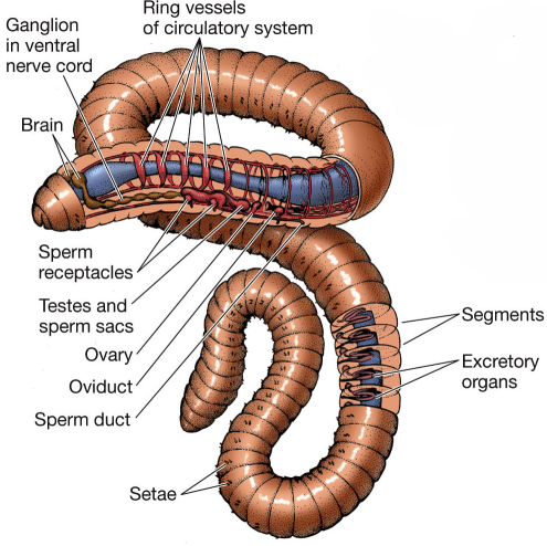 <p>Segmentation + complex musculature </p>