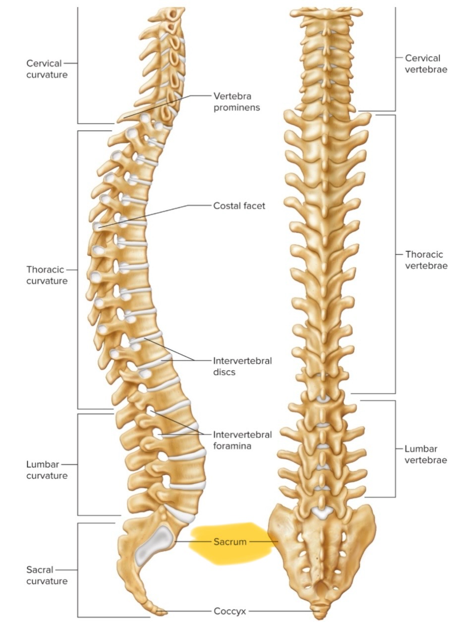 <p>Triangular structure, at base of vertebral column. Typically 5 fused vertebrae,</p>