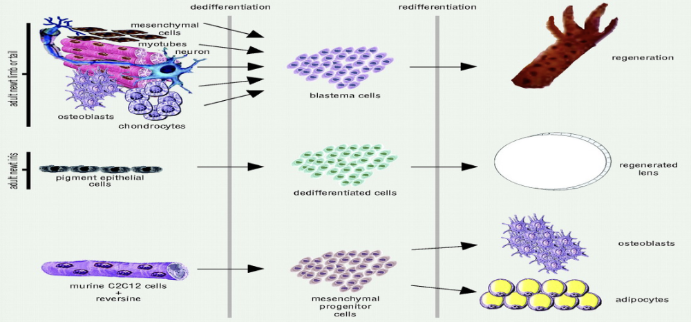 <ul><li><p><span style="color: rgb(255, 255, 255);"><span>Ability of a cell to become more embryonic-like and differentiate into another cell type in vivo</span></span></p></li><li><p><span style="color: rgb(255, 255, 255);"><span>Chemicals like “reversine” can induce de-differentiation</span></span></p></li></ul><p>ex: <span><span>Eastern Red Spotted Newt</span></span></p>