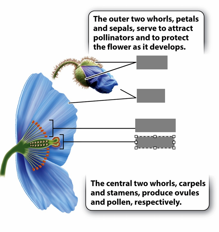 <p>What are the 4 parts of a flower</p>