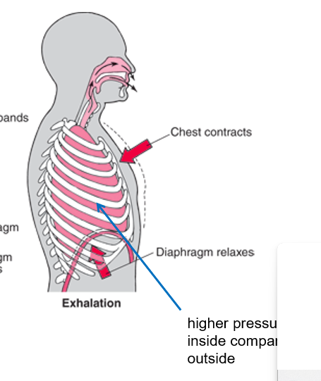 <p>diaphragm and rib muscles relax</p><p>rib cage down and inward</p><p>diaphragm up</p><p>volume in thoracic cavity <strong>DECREASES</strong></p><p>air pressure in lungs <strong>INCREASES</strong></p>