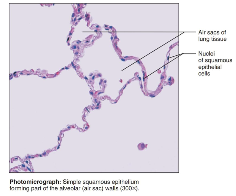 <p>single layer of flattened cells</p>