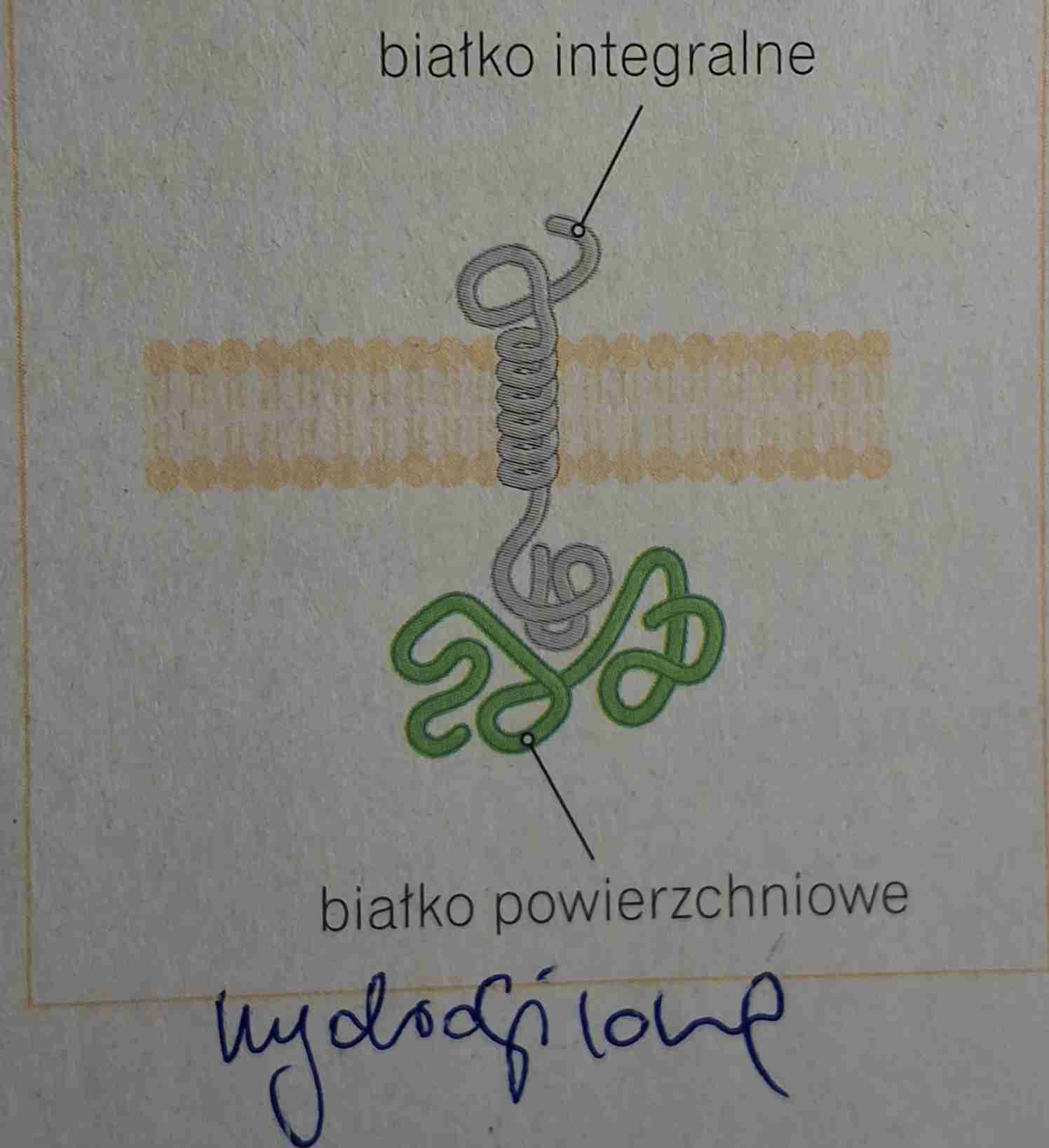 <ul><li><p>mają właściwości hydrofilowe nie wnikają więc do dwuwarstwy lipidowej</p></li></ul>