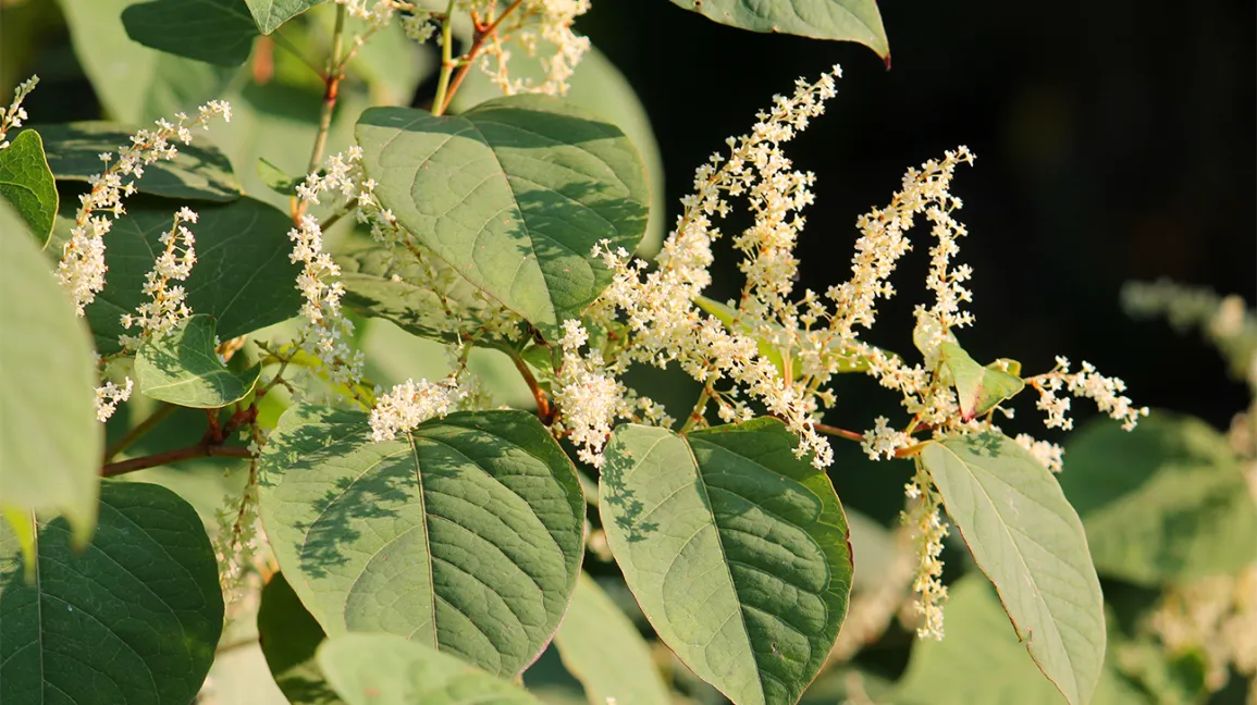 Japanese Knotweed