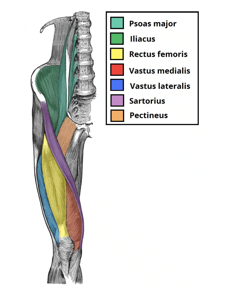 <ul><li><p><strong>Action</strong>: Flexion of hip, extension of knee(kicking)</p></li><li><p><strong>Origin</strong>: <u>Straight head</u>: Inferior iliac spine</p><p><u>Reflected head</u>: superior to acetabulum</p></li><li><p><strong>Insertion</strong>: patella</p></li><li><p><strong>Innervation</strong>: Femoral nerve</p></li></ul><p></p>
