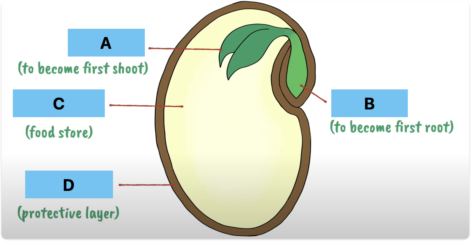 <p>Label A-D + function </p>