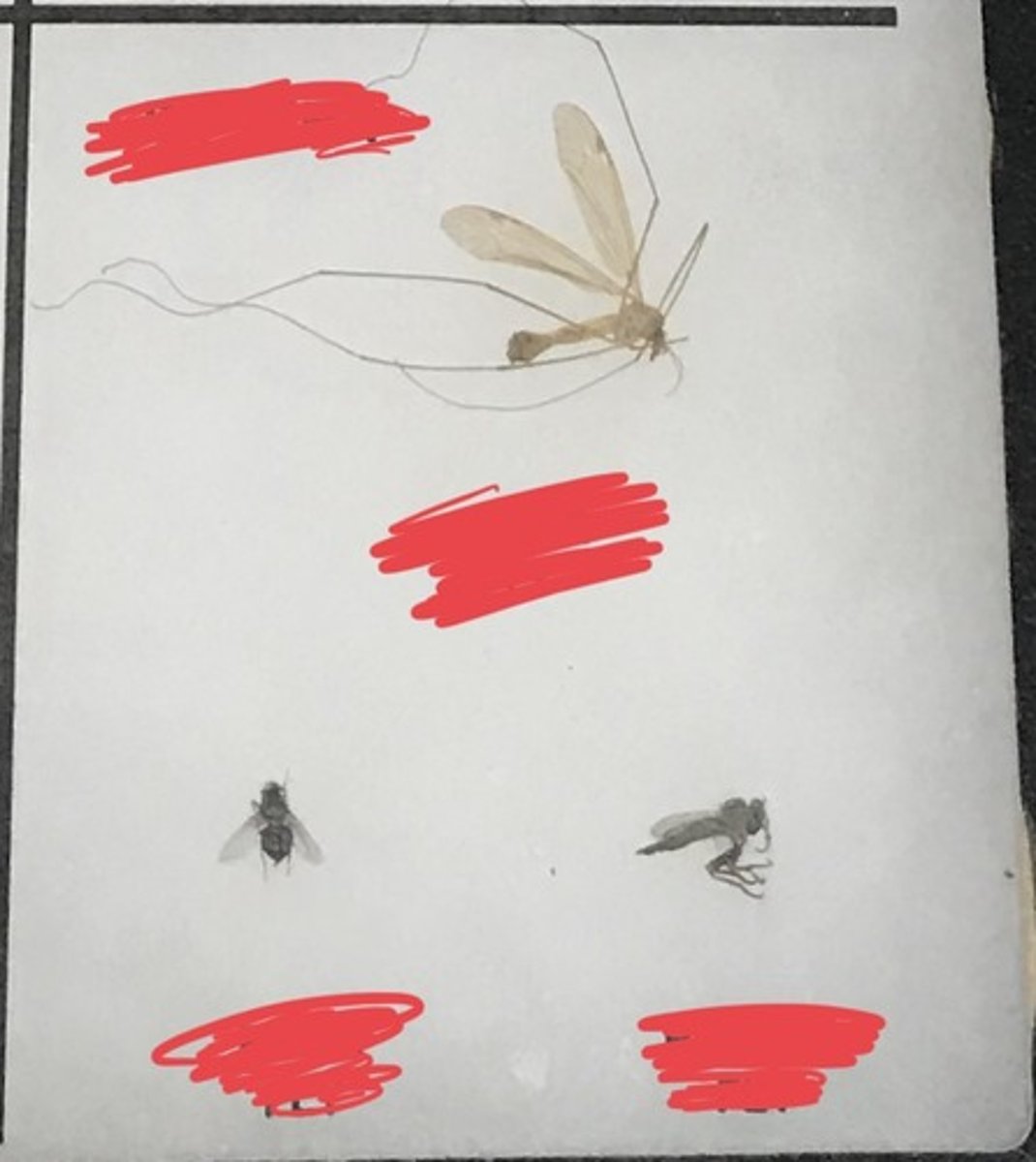<p>For the following specimen(s), give the entire taxonomy and the name of the specimen(s)</p>