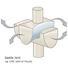 <p>saddle joint </p>