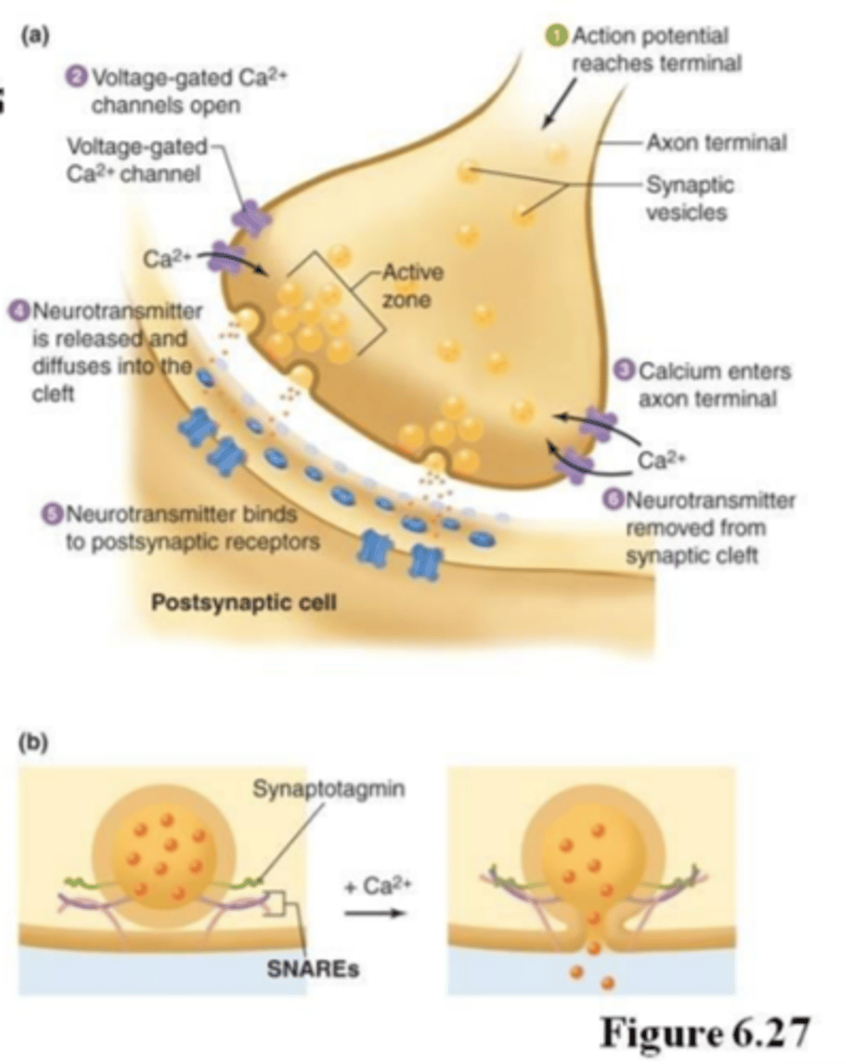<p>1. AP propagates to terminal</p><p>2. Ca2+ channels open (voltage-gated)</p><p>3. Ca2+ activates vesicle exocytosis</p><p>4. Neurotransmitter diffuses across tiny gaps (15nm)</p><p>5. Ca2+ binds synaptotagmin (protein), causing SNARE complex to draw vesicle to plasma membrane</p>