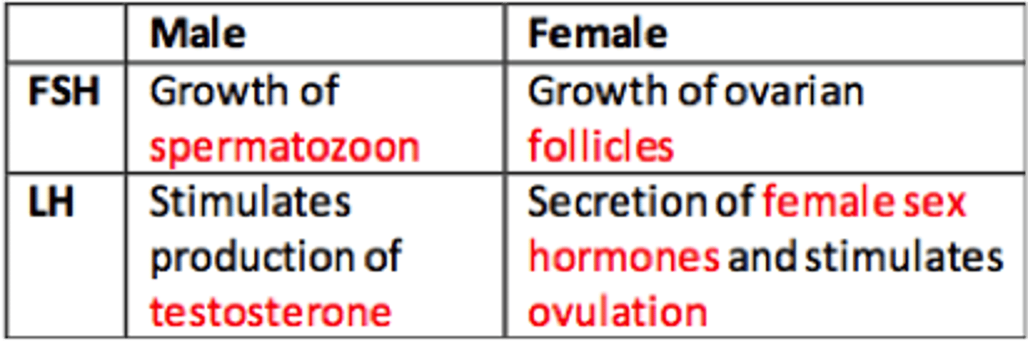 <ul><li><p>in females, promotes ovulation and the formation of corpus luteum within ovary, <strong>producing progesterone. </strong></p></li></ul><ul><li><p>In males, <strong>stimulates the interstitial cells of the testes to produce testosterone</strong></p></li></ul><p></p>