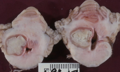 <p>What is this in a goat?</p>