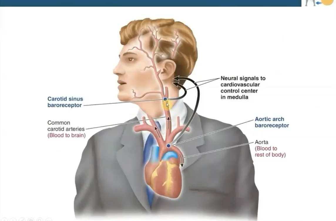 <p>Mechanoreceptors sensitive to changes in MAP</p><ul><li><p>Located before bifurcations to ensure adequate blood flow to the brain and the rest of the body</p></li></ul><p></p>