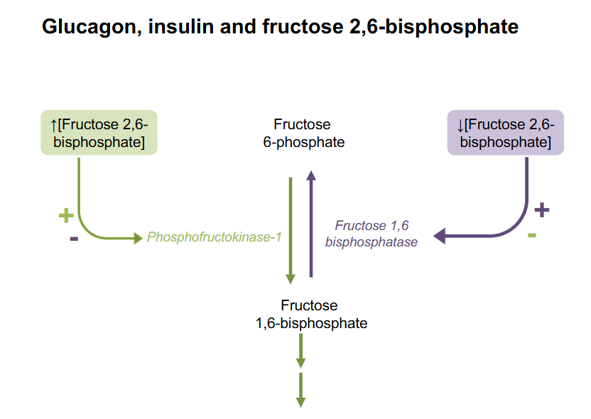 <p>Glucagon, Insulin and Fructose 2,6-bisphosphate</p>