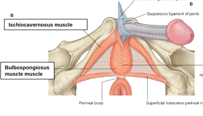 <p>bulbospongiosus muscle</p>