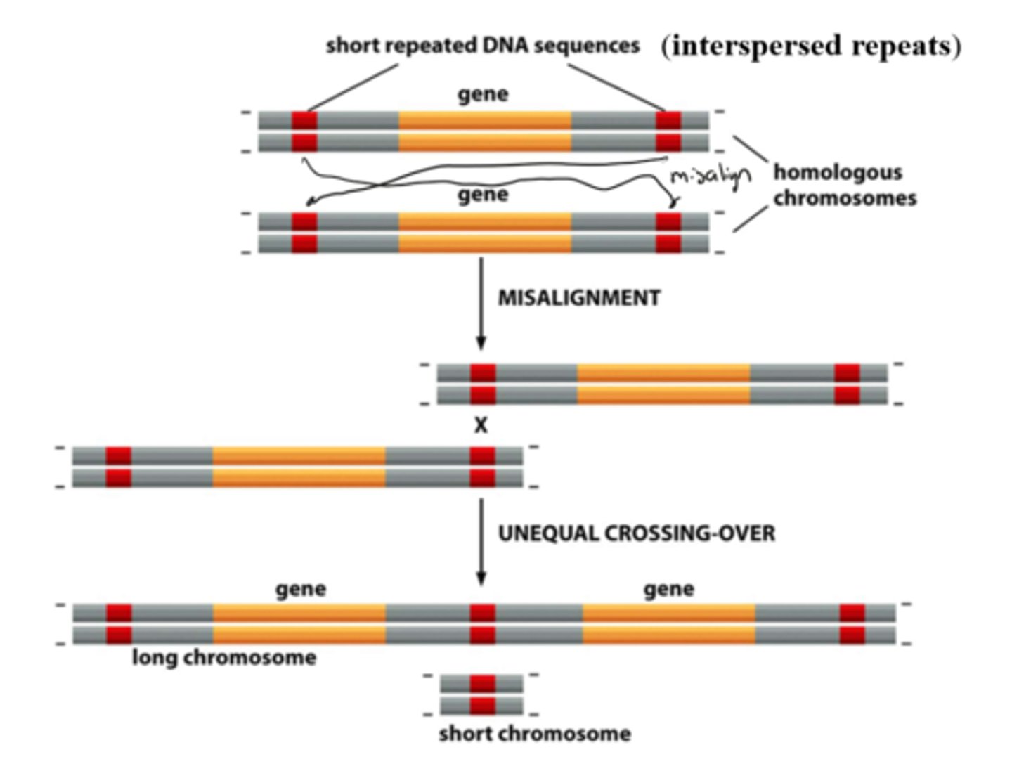 <p>short repeated sequences within homologous chromosomes may cause misalignments and unequal crossing over.</p>