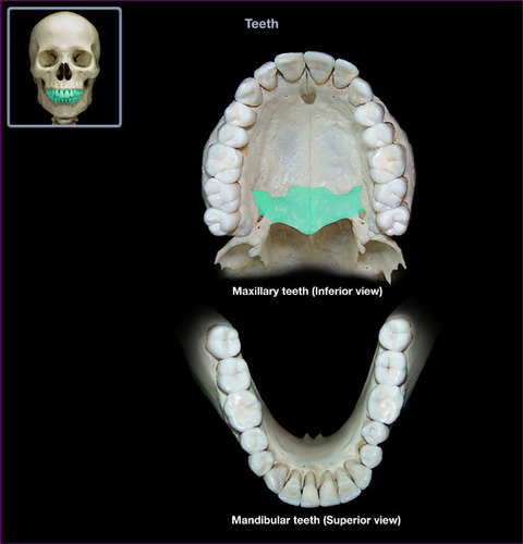 <p>posterior part of hard palate</p>