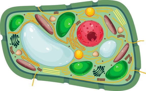 <p>Site of photosynthesis - the green ones</p>