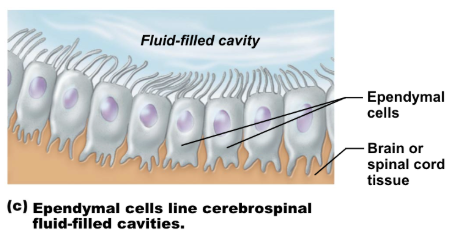 <ul><li><p><span style="background-color: transparent;">form epithelium that lines central cavity of spinal cord and brain (ventricles)</span></p></li><li><p><span style="background-color: transparent;">produces cerebrospinal fluid (CSF)</span></p></li></ul><p></p>