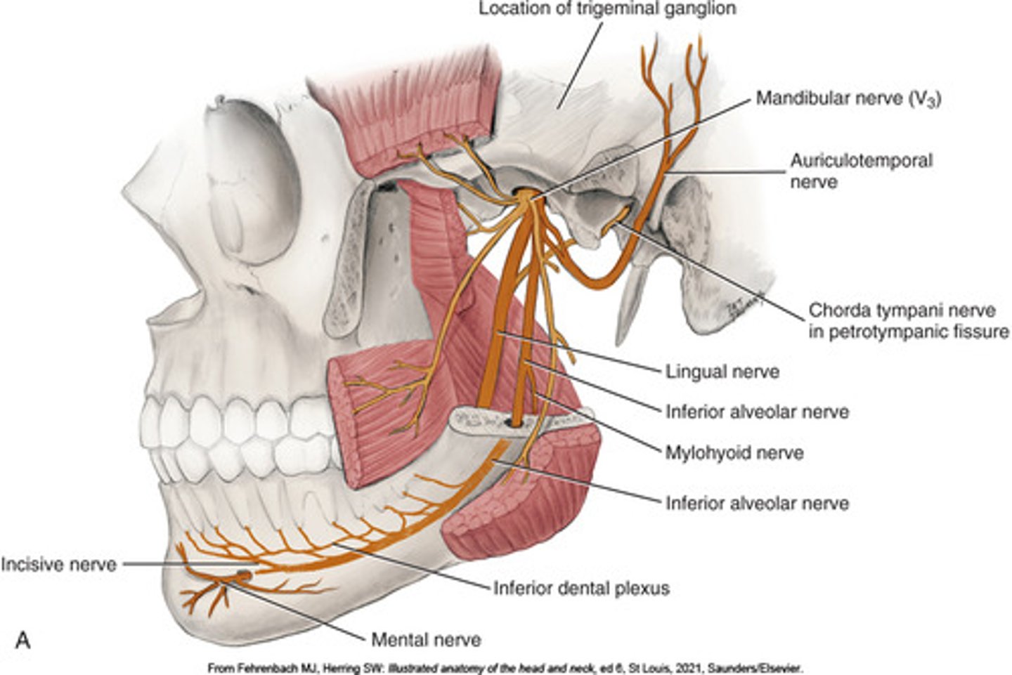 <p>IAN Inferior alveolar nerve (IAN), lingual nerve (LN), and mental nerve (MN).</p>