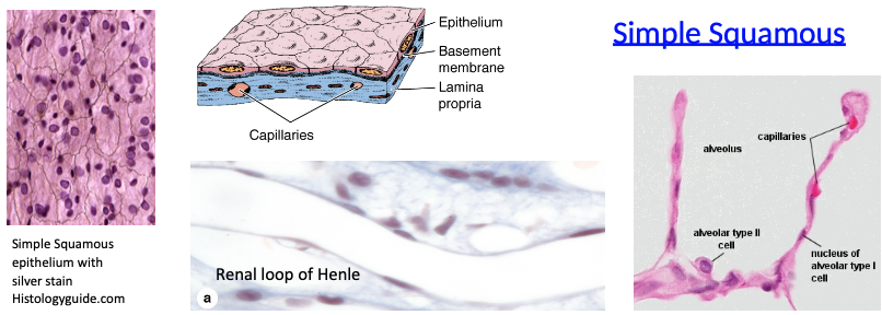 <p>What are the features and functions of simple squamous epithelium?</p>