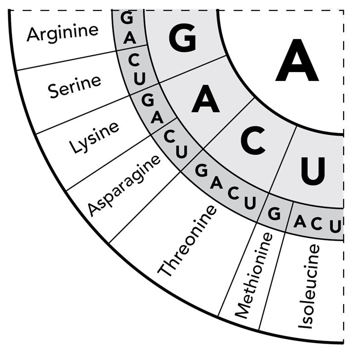 <p>The diagram shows a portion of the genetic code. The diagram is read from the center of the circle outwards. So, the codon AGU is translated as serine, which is an amino acid.</p><p></p><p>A sequence of mRNA contains the following bases, which are translated as three codons.</p><p>ACUACGACA</p><p>Which amino acids are produced by this sequence? Select all of the amino acids that apply.</p><p>Responses</p><ul><li><p>threonine and arginine only</p><p></p></li><li><p>threonine only</p><p></p></li><li><p>threonine, arginine, and isoleucine</p><p></p></li><li><p>arginine, serine, and isoleucine</p></li></ul>