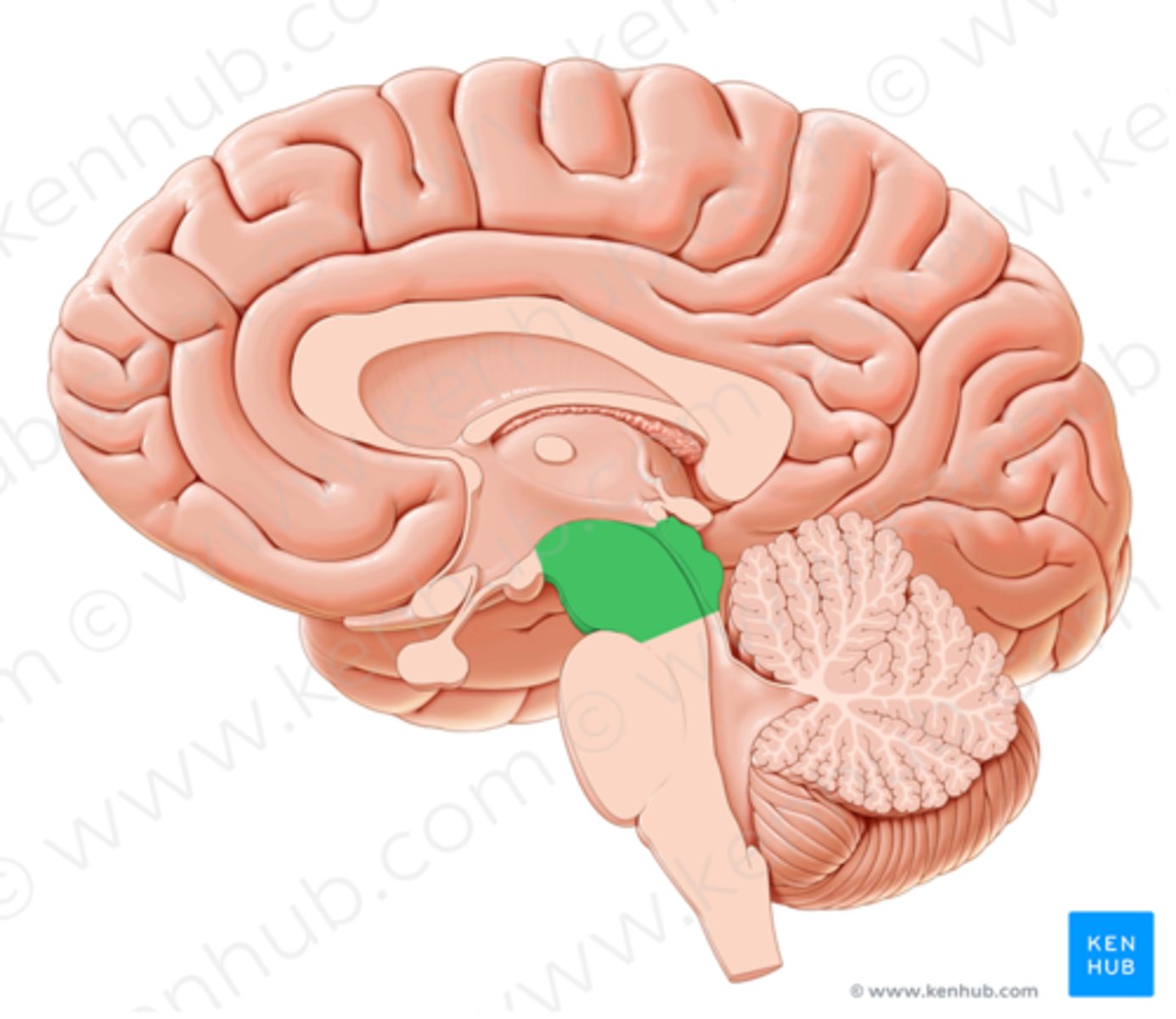 <p>Istota czarna, wzgórki górne, wzgórki dolne, pokrywa, nakrywa.</p>