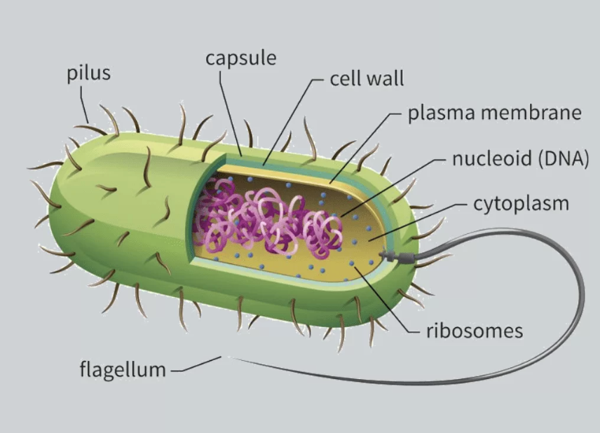<p>no membrane bound organelles, no nucleus, bacteria cells</p>
