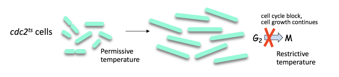<p>@ restrictive temperature</p><ul><li><p>M phase is blocked</p></li><li><p>BUT</p></li><li><p>Continues to grow</p><ul><li><p>Become very long cells</p></li></ul></li></ul><p>THEREFORE: cdc2 is essential for <strong>progression into M phase</strong></p><ul><li><p>protein is essential for mitotic entry</p></li></ul><p></p>