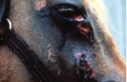 <p>Habronema Muscae</p><p>Gastritis/ulcers</p><p>Horse</p><p><span><strong><span>Draschia Megastoma causes similar disease<br></span></strong></span></p>
