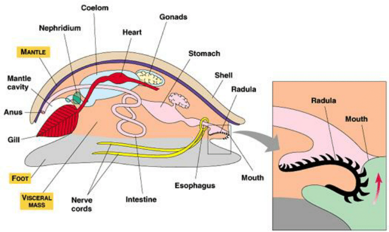 <p>Mollusc Digestive System&nbsp;</p>