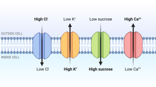 <p>Which statement accurately describes the transport shown in the figure?</p><ul><li><p><span>a. The transport of Cl<sup>-</sup> into the cell requires energy in the form of ATP.</span></p></li><li><p><span>b. The transport of K<sup>+</sup> into the cell does not require energy in the form of ATP.</span></p></li><li><p><span>c. The transport of sucrose into the cell occurs by simple diffusion.</span></p></li><li><p><span>d. The transport of Ca<sup>2+</sup> out of the cell occurs by active transport.&nbsp;</span></p></li></ul><p></p>