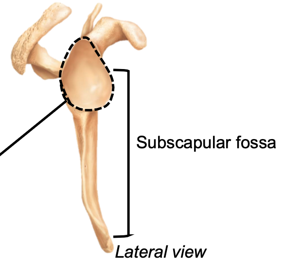 1. Appendicular skeleton 
2. Located in pectoral girdle on scapula 
3. Anterior site for muscle attachment