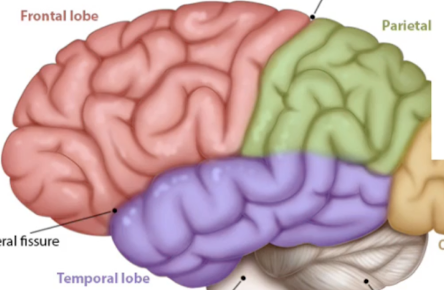 <p>Temporal lobe</p>
