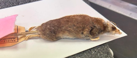 <p>Short-tailed Shrew</p><p>Laurasiatheria</p><p>Eulipotyphla</p><p>Soricidae</p><p><em>Blarina </em>spp.</p>