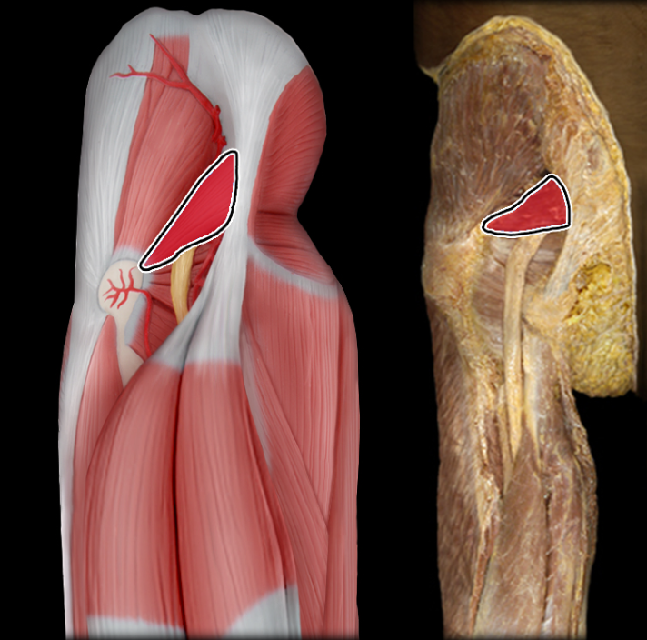<p>Beneath glutes</p>