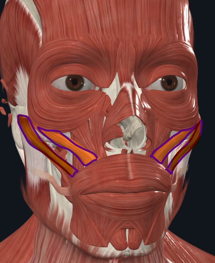 <p><strong>Nombre alterno: X</strong></p><p><strong><mark data-color="yellow" style="background-color: yellow; color: inherit">Orígen: </mark></strong><mark data-color="yellow" style="background-color: yellow; color: inherit">Hueso Cigomático</mark></p><p><strong><mark data-color="blue" style="background-color: blue; color: inherit">Inserción: </mark></strong><mark data-color="blue" style="background-color: blue; color: inherit">Comisura del ángulo de la boca<br>- El menor más medial</mark></p><p><strong><mark data-color="red" style="background-color: red; color: inherit">Acción: </mark></strong><mark data-color="red" style="background-color: red; color: inherit">Jala comisura hacia arriba y hacia afuera<br>- Acto de la risa :D</mark></p><p><strong><mark data-color="purple" style="background-color: purple; color: inherit">Inervación: </mark></strong><mark data-color="purple" style="background-color: purple; color: inherit">Nervio Facial</mark><strong><br><mark data-color="green" style="background-color: green; color: inherit">Relaciones: </mark></strong><mark data-color="green" style="background-color: green; color: inherit">Cubierto por el orbicular de los párpados</mark></p><p><strong>Notas: </strong>Menor es medial y Mayor es lateral</p>