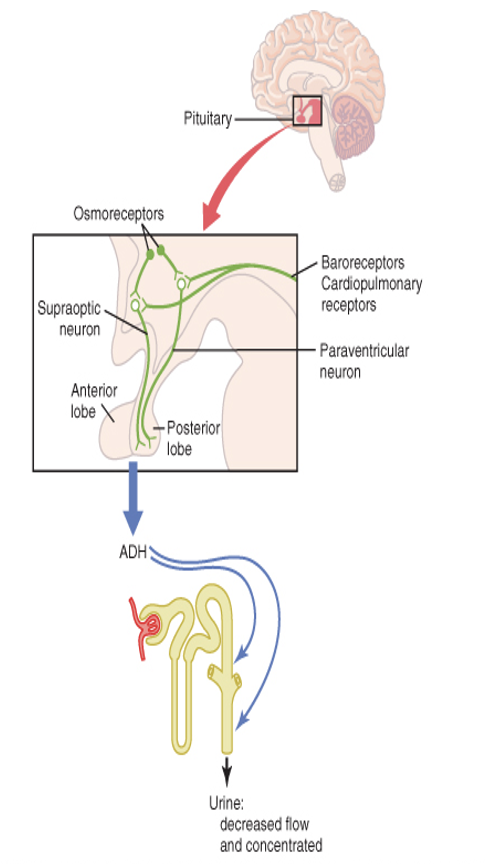 <ul><li><p>1% rise in <span style="color: blue">osmolality</span> can significantly increase ADH secretion</p><ul><li><p>detected by <strong>osmoreceptors</strong> in hypothalamus</p></li></ul></li><li><p>10% drop in <span style="color: blue">blood volume</span> stimulates <strong>low pressure baroreceptors</strong> (atria and veins) to send signals to release ADH</p></li><li><p>signal sent to synthesising cells located in hypothalamus:</p><ul><li><p><strong>supraoptic nuclei</strong></p></li><li><p><strong>paraventricular nuclei</strong></p></li></ul></li><li><p>released from <strong>posterior pituitary</strong></p></li></ul><img src="https://knowt-user-attachments.s3.amazonaws.com/567edca3-f9ea-49bb-aa96-b2a13694dc15.png" data-width="100%" data-align="center"><p></p>