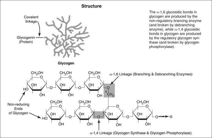 <p>Storage carbohydrate in animals; made of connected glucose molecules</p>