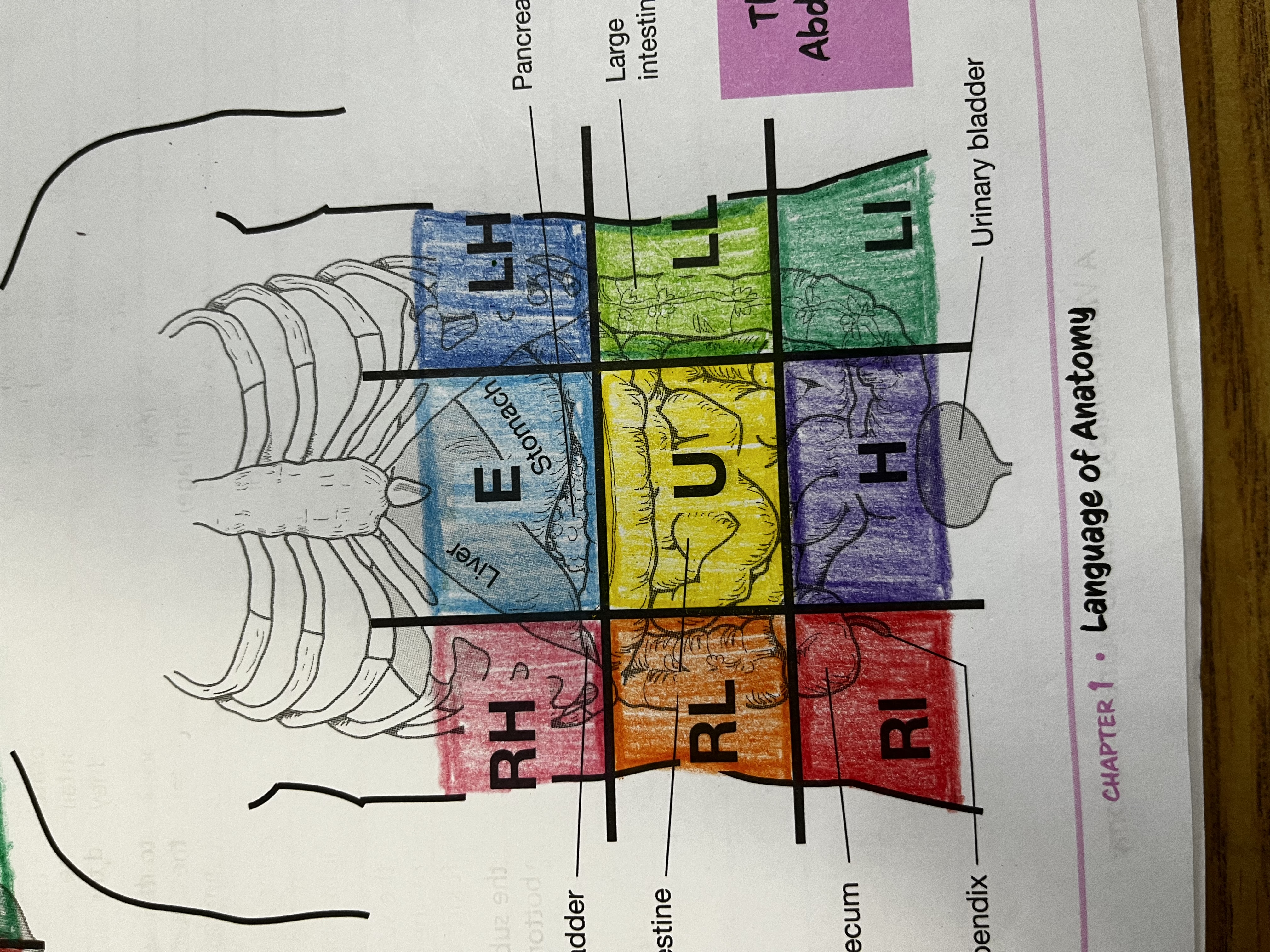 <p>Right iliac region</p>