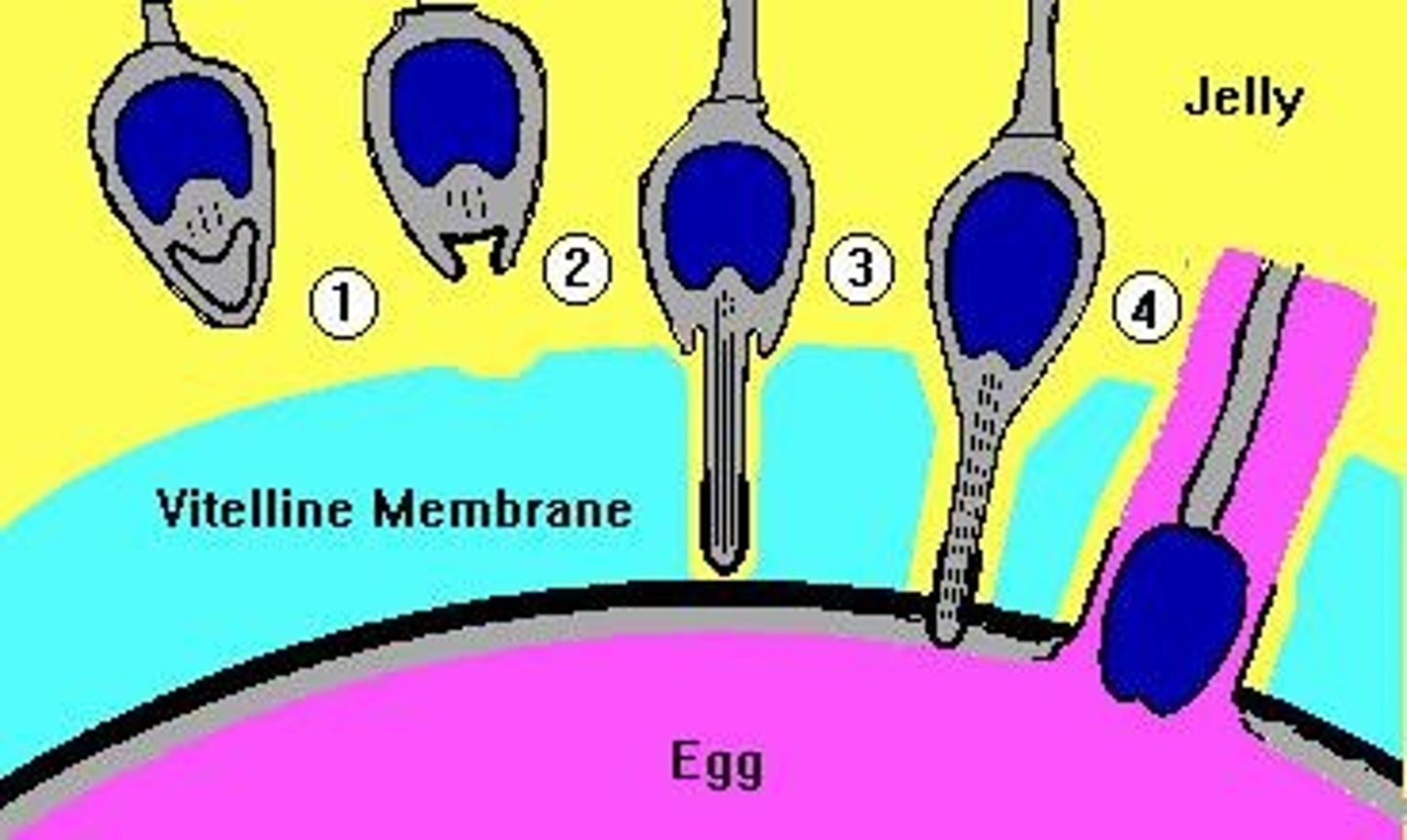 <p>Embryos resulting from interspecies mating.</p>