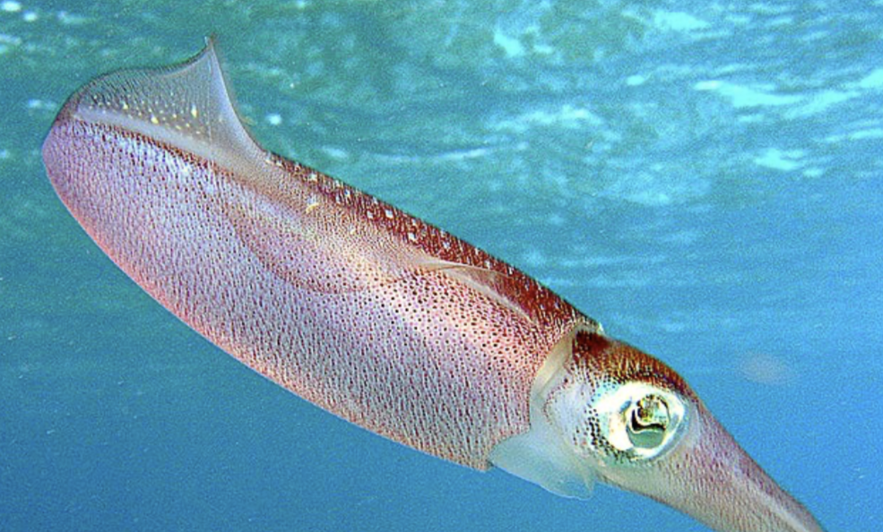 <ul><li><p>ring of tentacles around mouth</p></li><li><p>planktonic larval stage</p></li></ul><p></p>