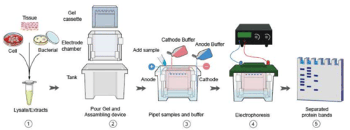 <p>western blotting - ____________________</p>